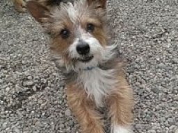 cairn_corgi_20211217_1374410871